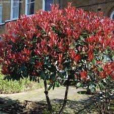 Фотиния-(Photinia Red Robin)