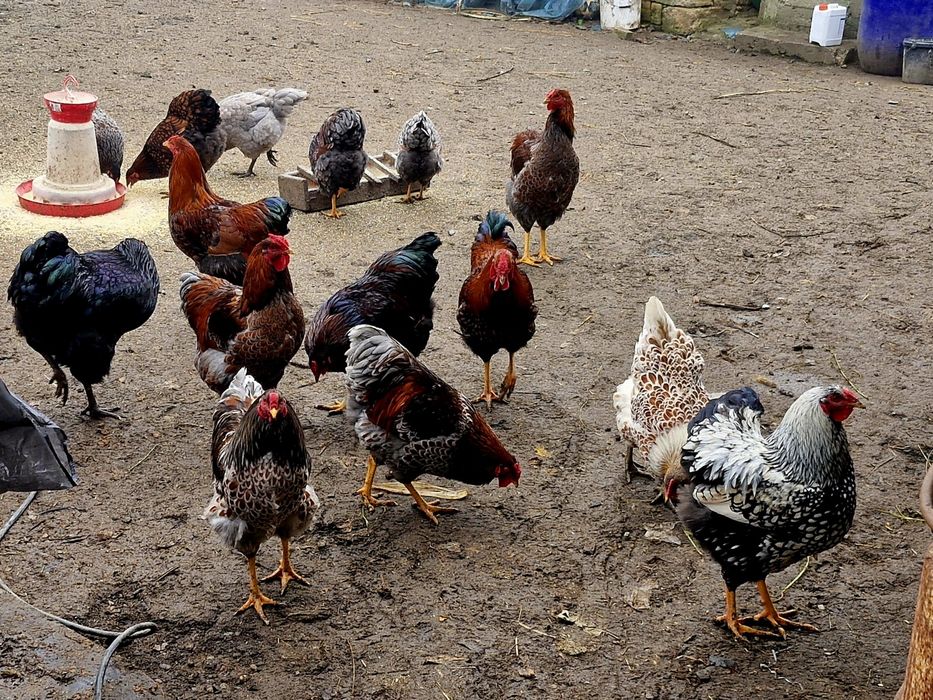 Vând cocoși wyandotte