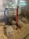 Hamsterii pitici