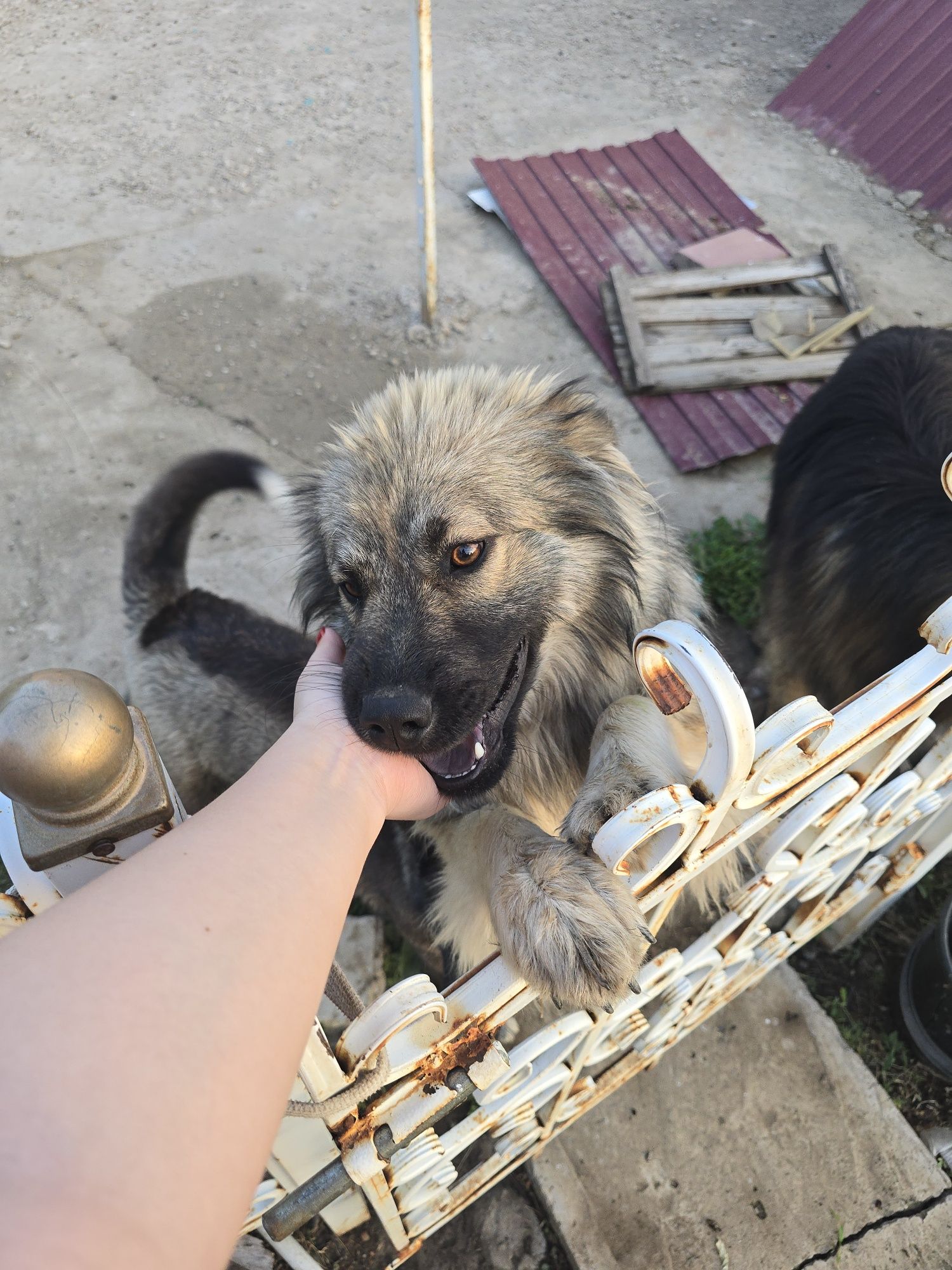 собачка ищет дом