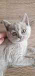 Pui british shorthair  fetita
