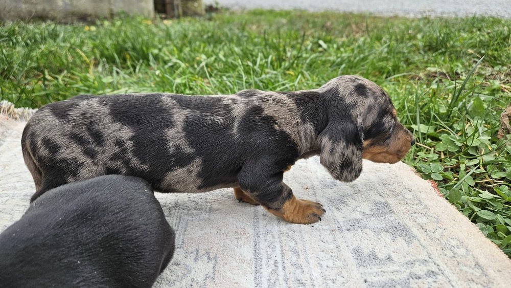 Cățeluș teckel fetita