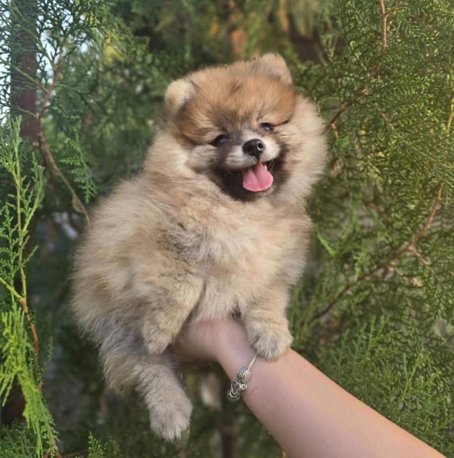 Мини шпиц померан