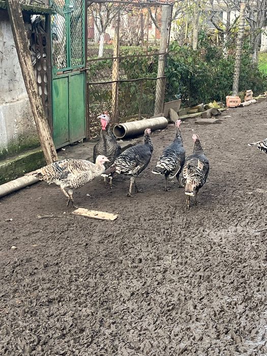 Налични селски Пуйки