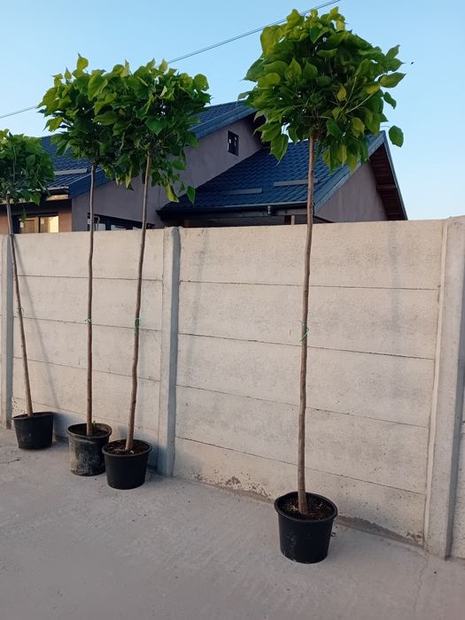 Vând catalpa globulară diferite dimensiuni