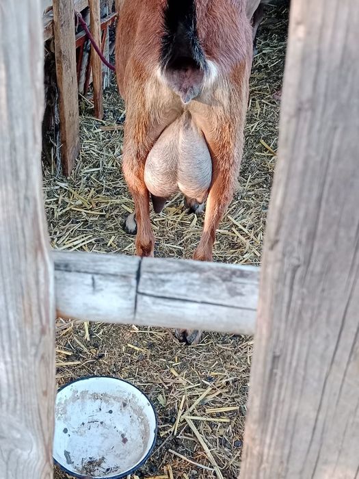 Продам коз альпийско нубийские