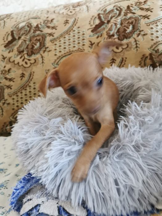 Продам в любящую семью