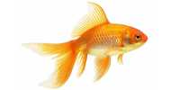 Продаются аквариумные рыбки "Золотая рыба"