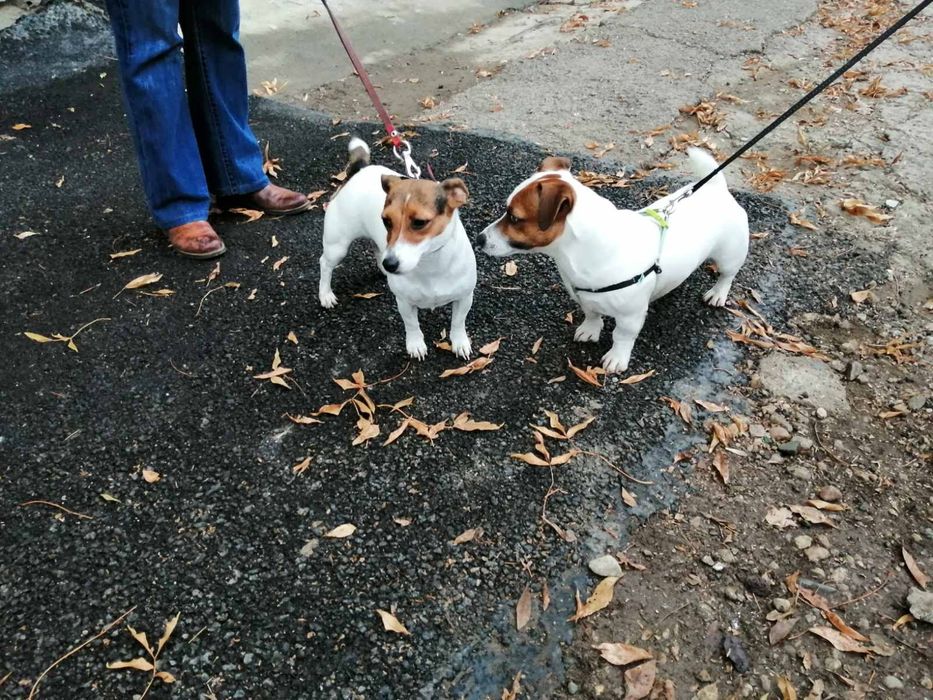 Продавам малки джак ръсел териери