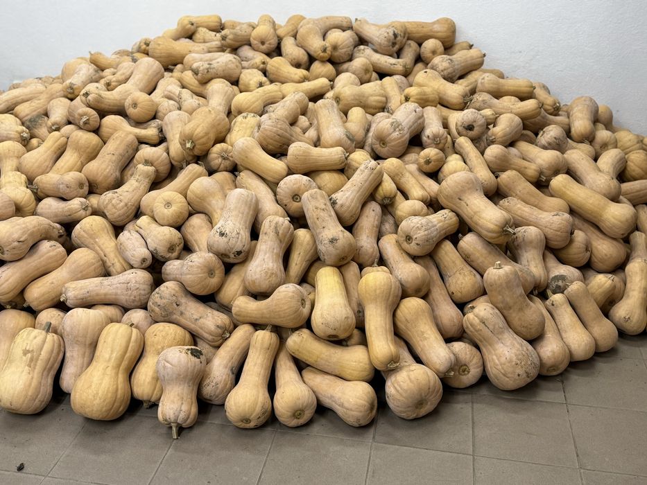 Vand dovleci placintar Matilda F1