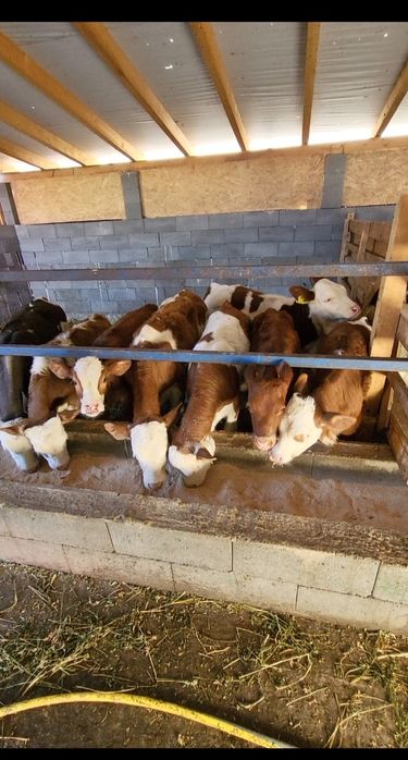 Tăurași de vânzare