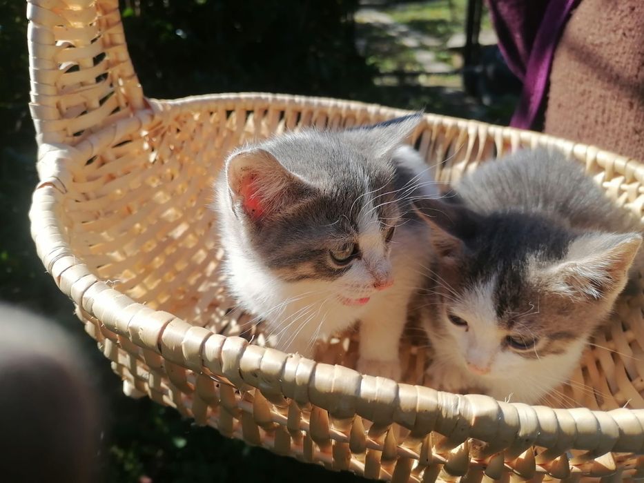 Pui de pisica spre adoptie