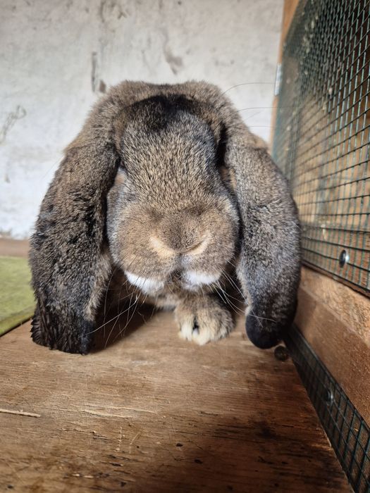 Masculi Berbec German