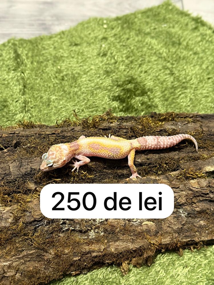 Soparla Gecko Leopard