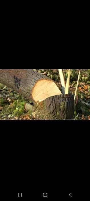 Kesilgan daraxtlar sotiladi