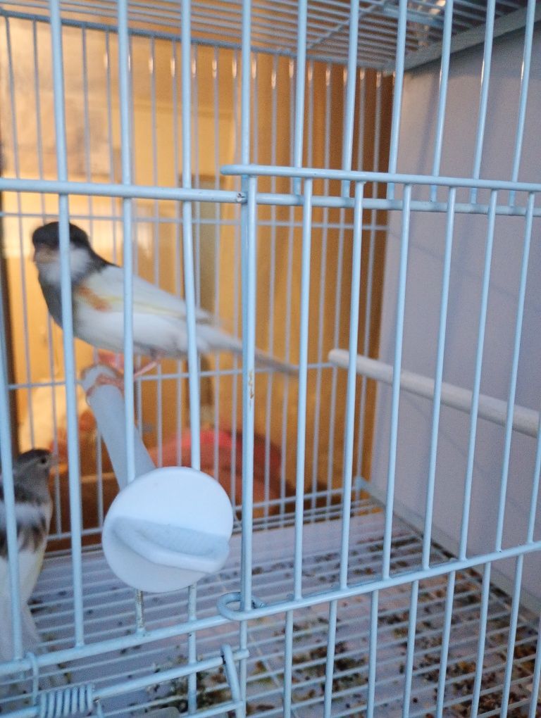 Vând.  5   perechi de canari.