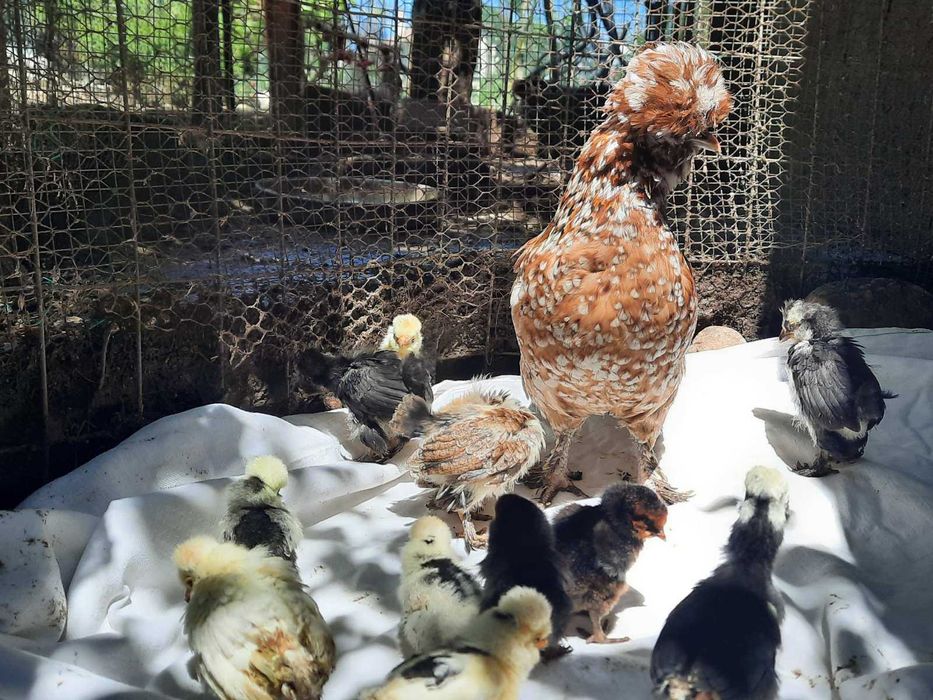 Оплодени яйца от Струмски бантам