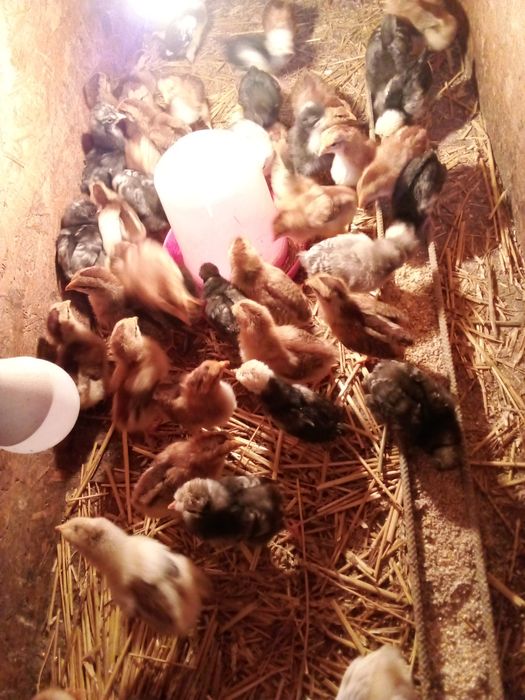 Pui,găini familie italiana potârnichie