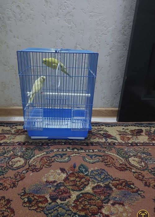 Попугаичики клеткой корм