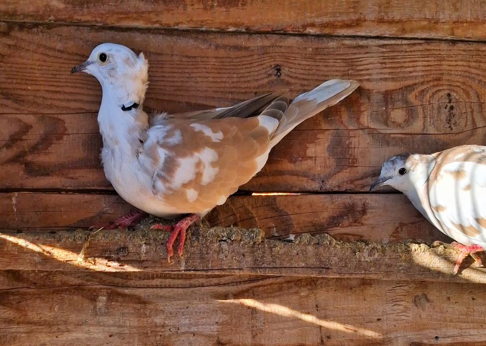 Turturele râzătoare