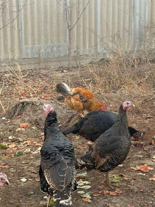 Индюк для новый год