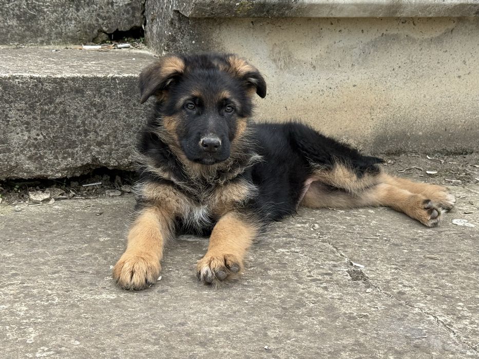 Немски овчарки с родословие