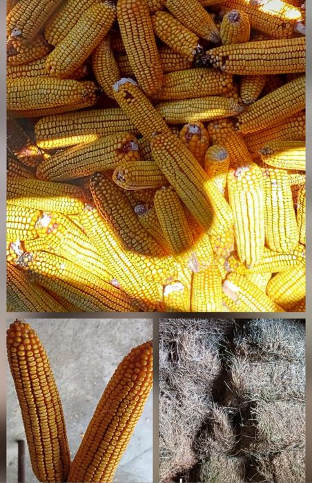 De vânzare grăunțe și baloți din lucernă