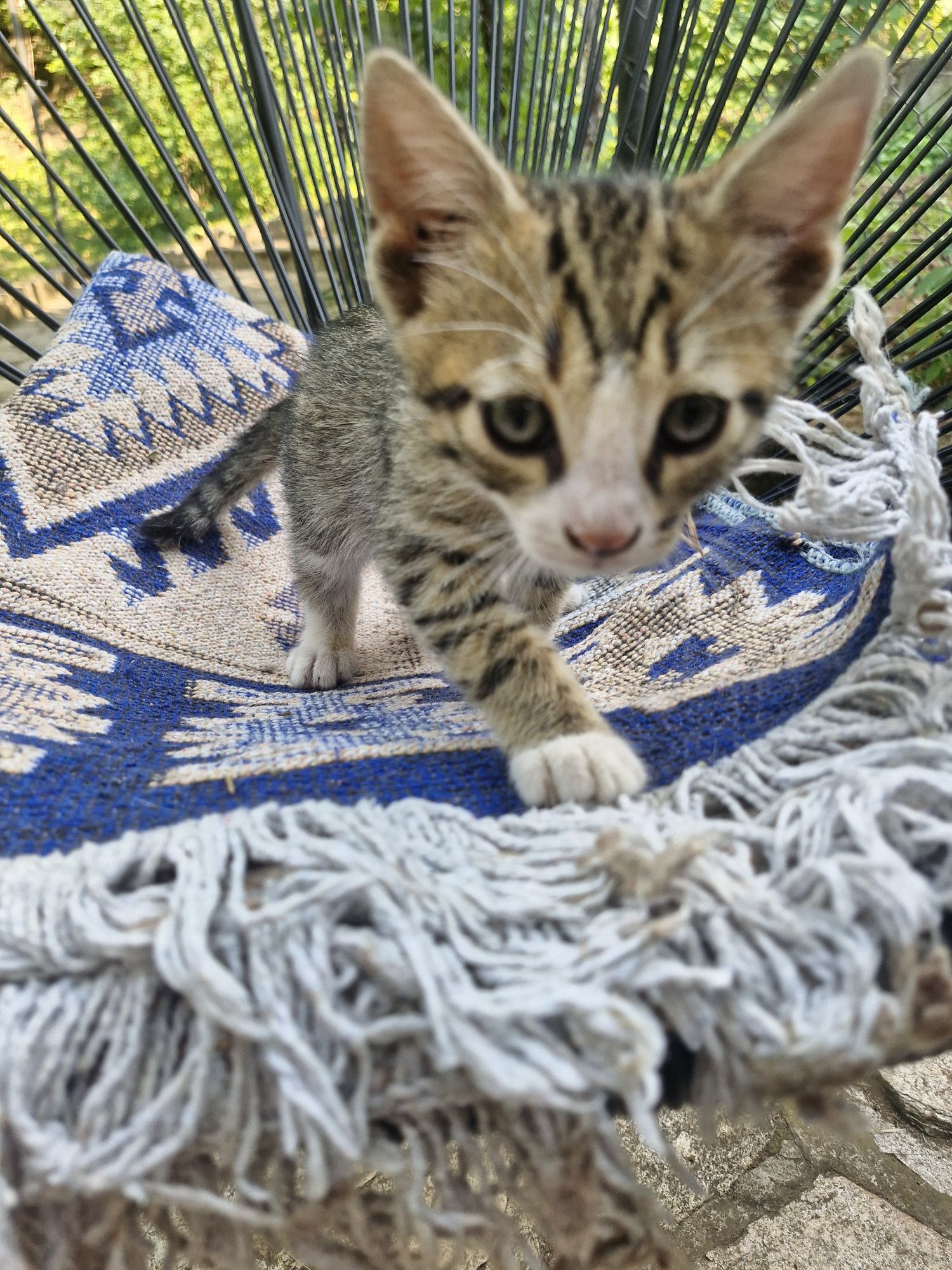 Подарявам малки котета