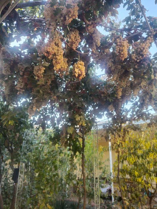 Toyfi Uzum sotiladi.