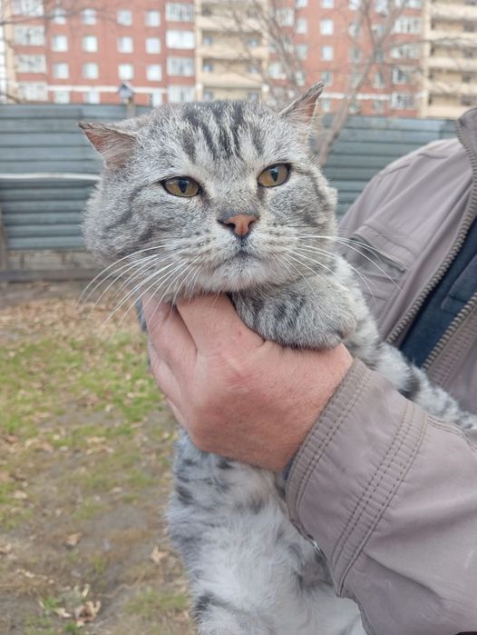 Подарите тепло и ласку: кот в добрые руки