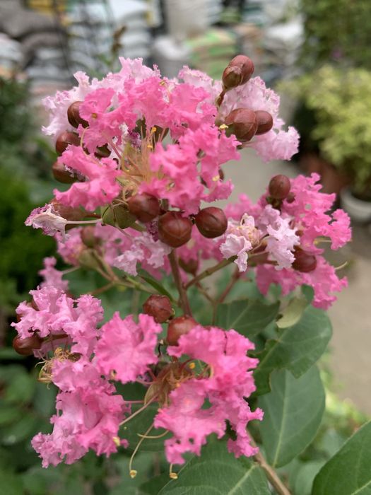 Лагестремия (Индийская сирень) продаю