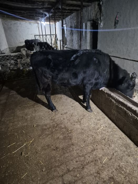 Ona bola sigir  va qornida 3 oylik bugoz