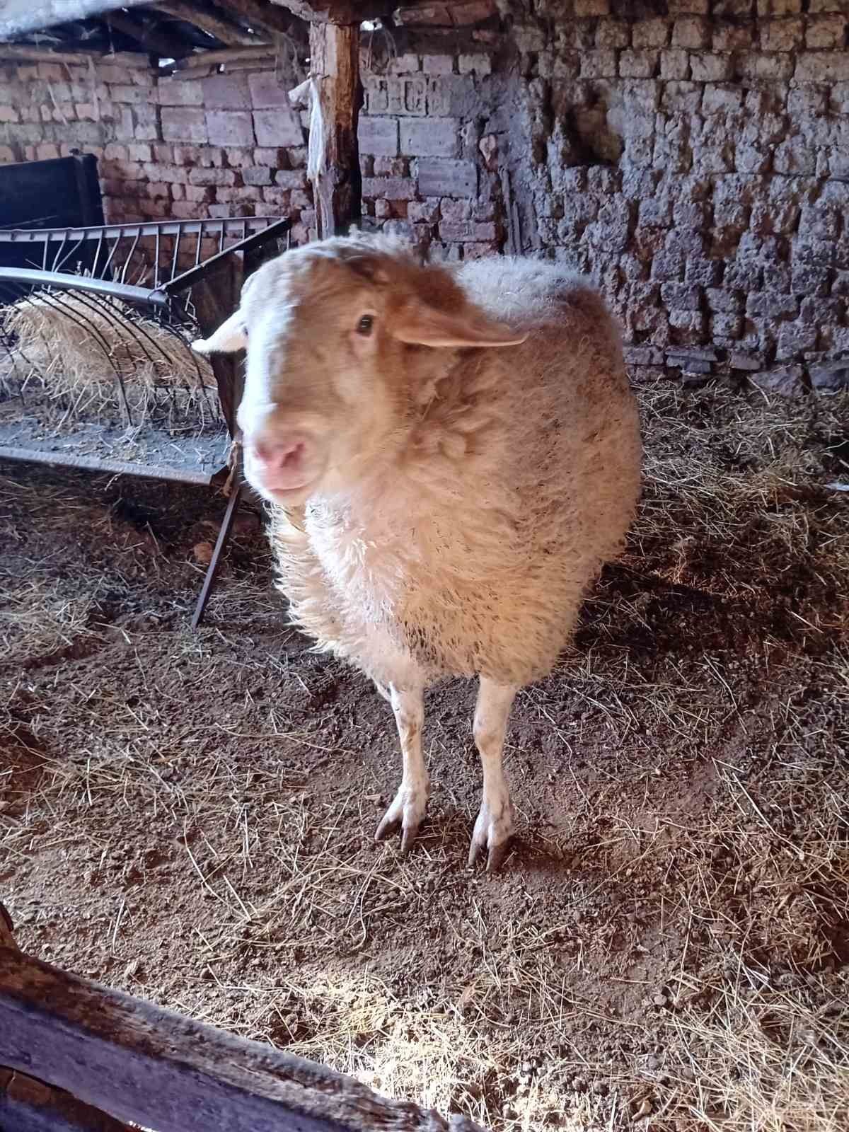 Продавам коч за разплод