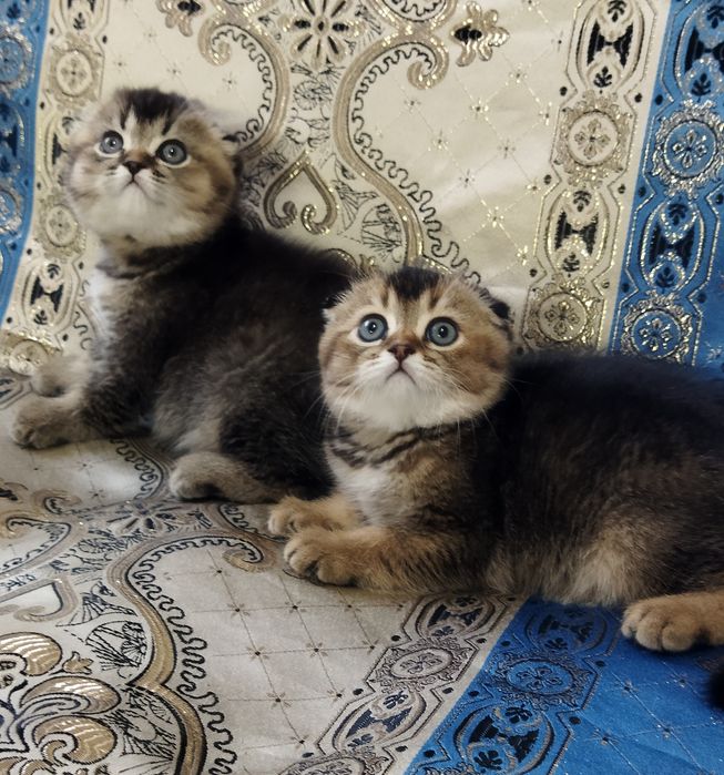 Шиншилла Вислоухийе Шотландские котята .