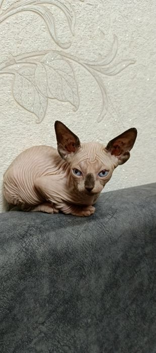 Продам котят породы Канадский сфинкс