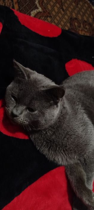 Mushuk sotiladi aqilli pokiza