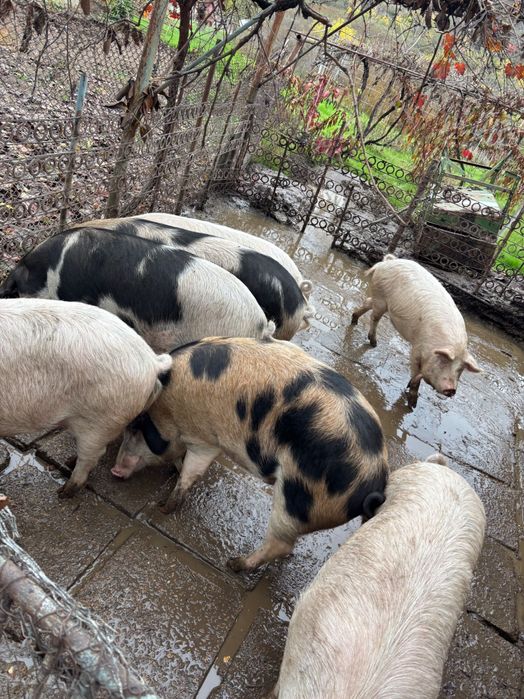 Продават се цена на лично