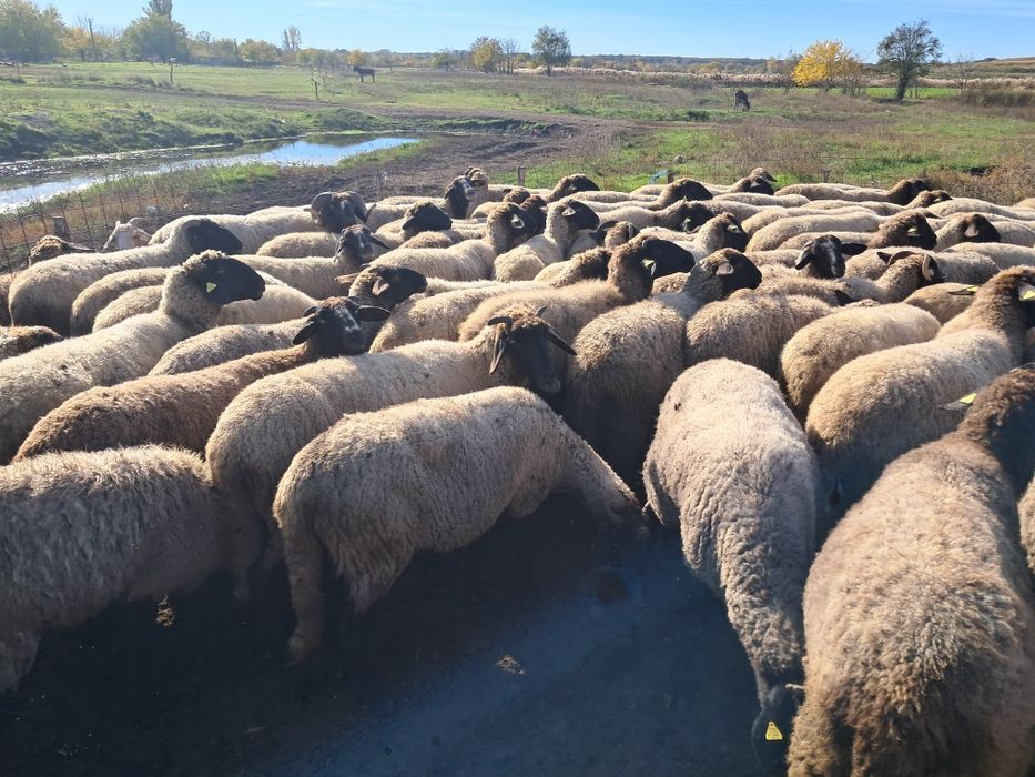 Vand 100 de oi carabase pure bune de prasila