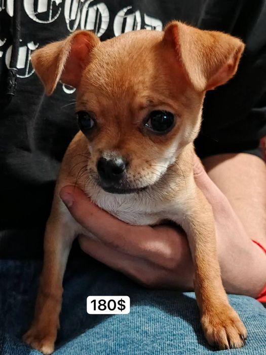 Продаются чихуахуа Мини