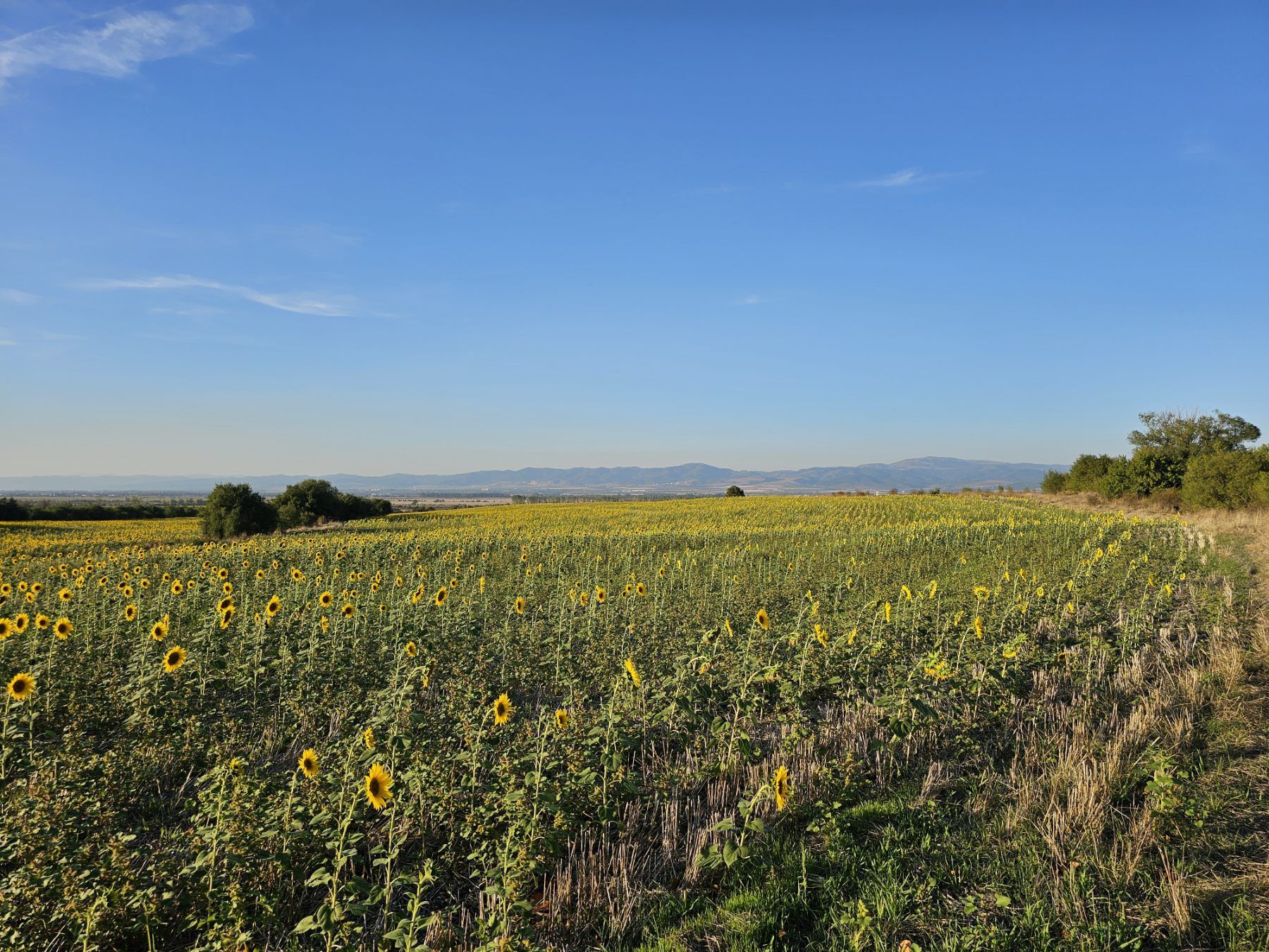 Парцел село Нови Хан, 8232 кв.м.