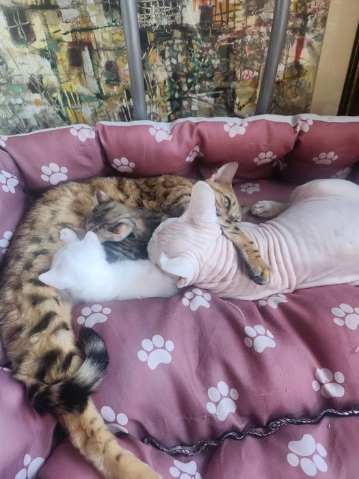 Бенгалски котки метиси