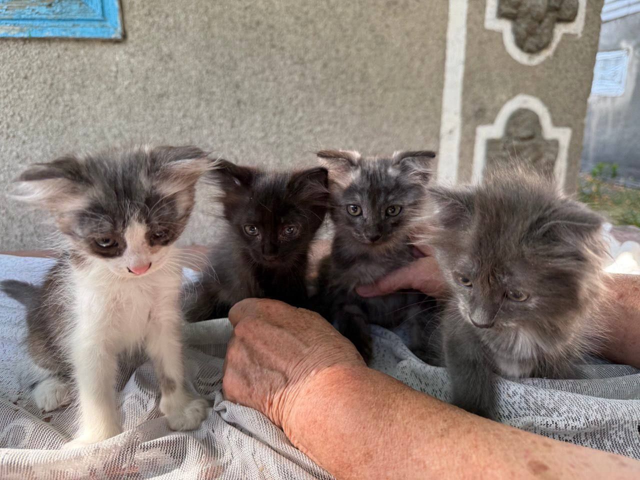 Котята котята бесплатно котята