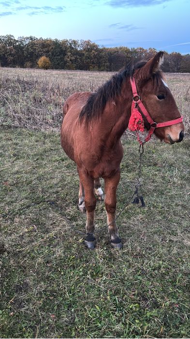 O manza cuminte , de 8 luni