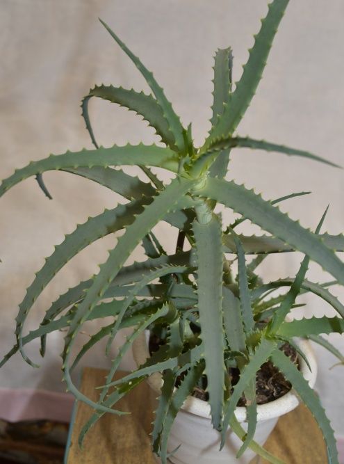 Продаю лечебные цветы, растение Алоэ