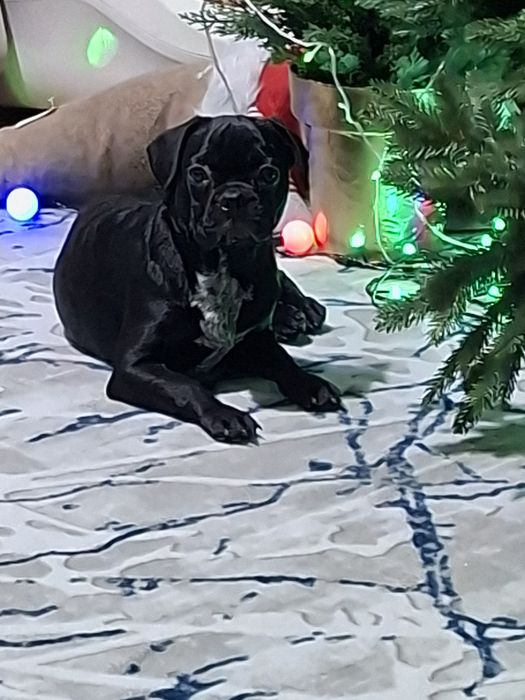 Собака Французкий Бульдог