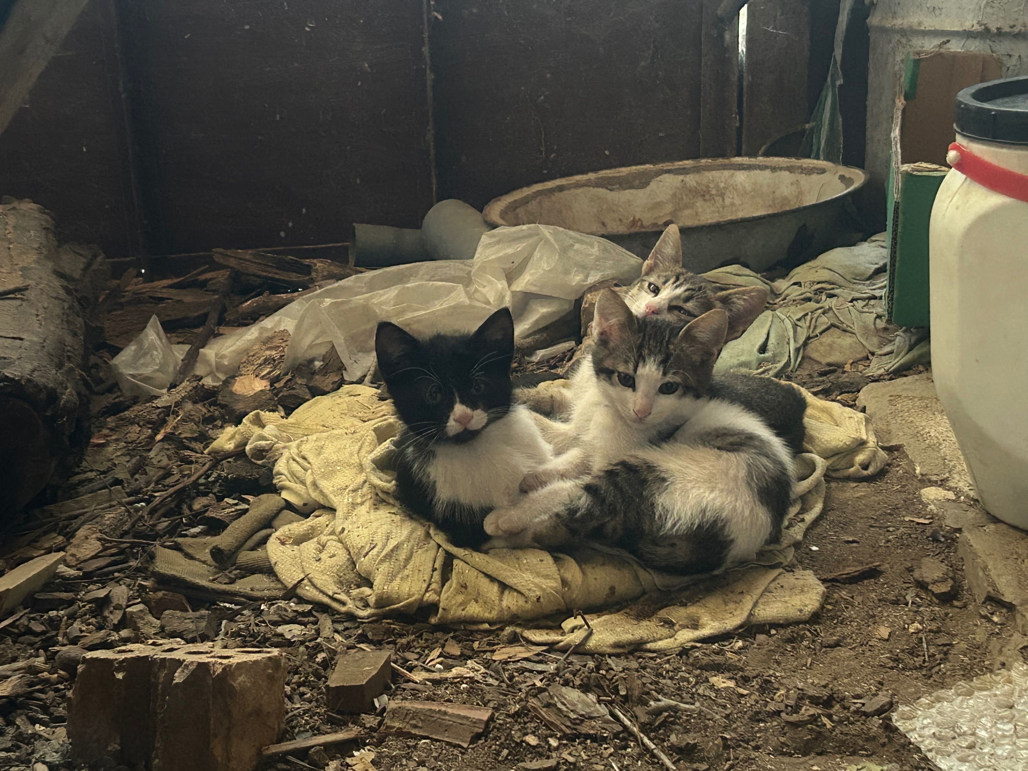 Подарявам котета.