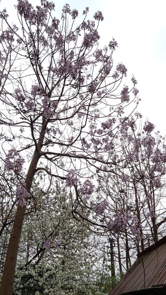 paulownia seminte, rasad, drojoni