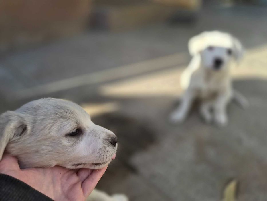 Catelusi albi stramos labrador metis