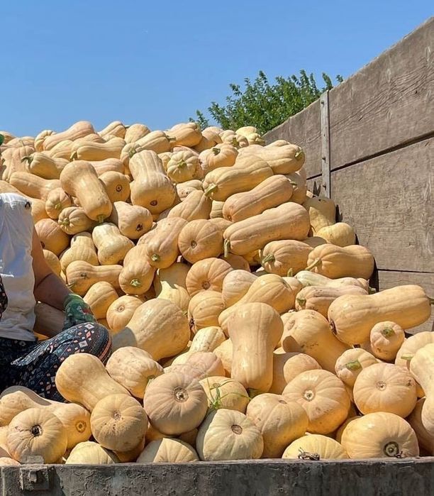 Vând dovleci Matilda si Sampson TITU