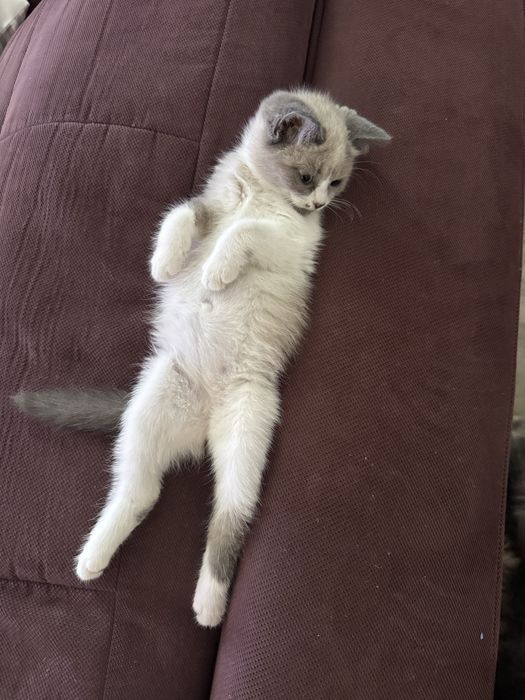 Красавица и умница ищет дом!